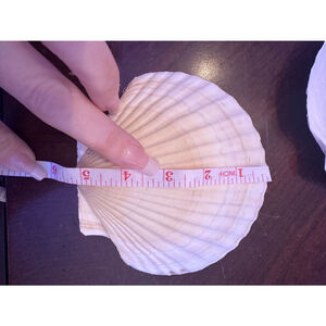 Scallop Shells White Natural Seashell 8 PCS for DIY 5”
